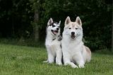 SIBERIAN HUSKY 989